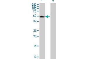 Image no. 2 for anti-Vaccinia Related Kinase 1 (VRK1) (AA 1-396) antibody (ABIN521349)