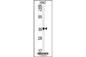 Image no. 1 for anti-Neutrophil Cytosolic Factor 4, 40kDa (NCF4) (AA 260-289), (C-Term) antibody (ABIN391905)