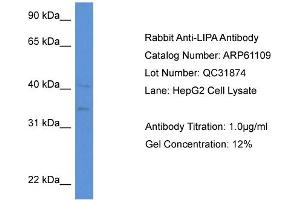 Image no. 3 for anti-Lipase A, Lysosomal Acid, Cholesterol Esterase (LIPA) (N-Term) antibody (ABIN2788678)