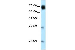 Image no. 1 for anti-Glomulin, FKBP Associated Protein (GLMN) (Middle Region) antibody (ABIN634391)