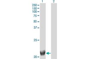 Image no. 2 for anti-Tripartite Motif Family-Like 1 (TRIML1) (AA 369-468) antibody (ABIN531639)