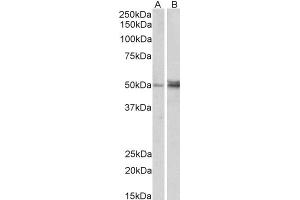 Image no. 3 for anti-Forkhead Box L2 (FOXL2) (C-Term) antibody (ABIN185040)