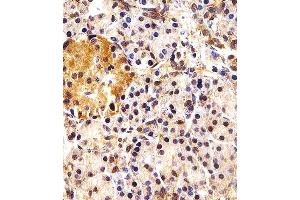 Image no. 2 for anti-Inhibitor of Growth Family, Member 4 (ING4) (AA 162-195), (C-Term) antibody (ABIN1944775)