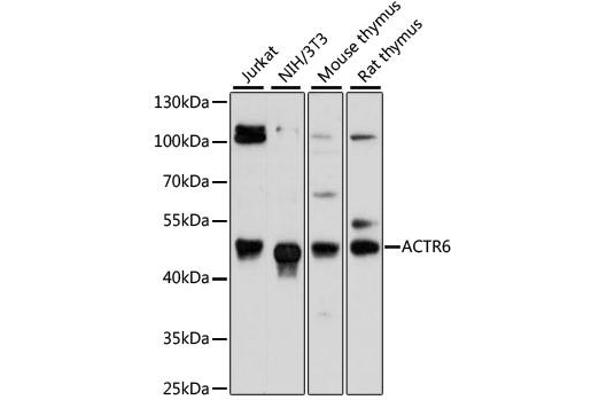 anti-ARP6 Actin-Related Protein 6 Homolog (ACTR6) antibody