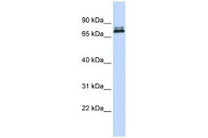 Image no. 1 for anti-Set1/Ash2 Histone Methyltransferase Complex Subunit ASH2 (ASH2L) (Middle Region) antibody (ABIN2778325)
