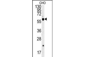 SLC16A9 抗体  (AA 194-223)