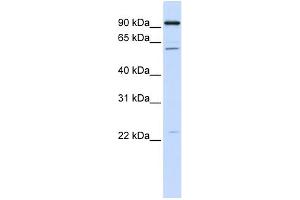 Image no. 1 for anti-Cell Division Cycle 45 Homolog (S. Cerevisiae) (CDC45) (C-Term) antibody (ABIN2784521)