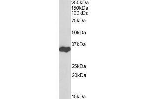 Image no. 15 for anti-Glyceraldehyde-3-Phosphate Dehydrogenase (GAPDH) (C-Term) antibody (ABIN185240)