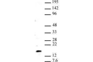 Image no. 1 for anti-Histone H2A Variant H2A.Z, Pht1 (PHT1) (C-Term) antibody (ABIN6972525)