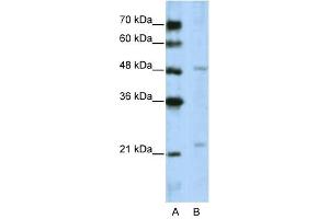 Image no. 1 for anti-WD Repeat Domain 12 (WDR12) (C-Term) antibody (ABIN629636)