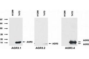 Image no. 2 for anti-Anterior Gradient 3 (AGR3) antibody (ABIN614768)