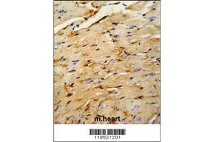 Image no. 2 for anti-Ornithine Decarboxylase Antizyme 1 (OAZ1) (AA 2-31), (N-Term) antibody (ABIN391689)