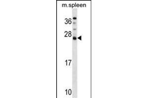 DNAJC5B Antibody (Center) (ABIN1538501 and ABIN2849474) western blot analysis in mouse spleen tissue lysates (35 μg/lane).