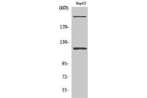 Image no. 1 for anti-Zinc Finger Protein 638 (ZNF638) (Internal Region) antibody (ABIN3185944)