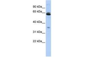 Image no. 1 for anti-Translocase of Outer Mitochondrial Membrane 40 Like (TOMM40L) (AA 107-156) antibody (ABIN6742568)