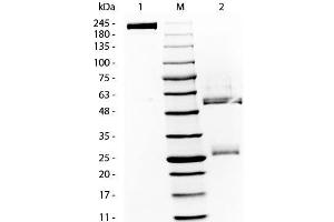 SDS-PAGE (SDS) image for RAT Gamma Globulin Fraction (ABIN964152)