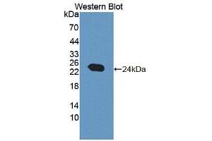 Image no. 2 for anti-5',3'-Nucleotidase, Mitochondrial (NT5M) (AA 30-193) antibody (ABIN5013048)