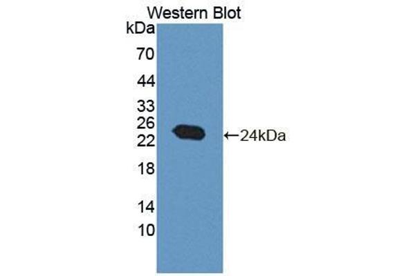 NT5M antibody  (AA 30-193)