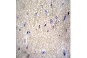 Image no. 1 for anti-NEDD8 Activating Enzyme E1 Subunit 1 (NAE1) (AA 171-200), (Middle Region) antibody (ABIN950470)