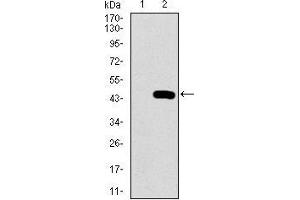 Image no. 2 for anti-Proliferating Cell Nuclear Antigen (PCNA) (AA 53-196) antibody (ABIN1724759)