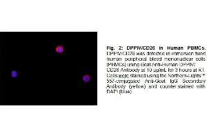 Image no. 1 for anti-Dipeptidyl-Peptidase 4 (DPP4) antibody (ABIN2486969)