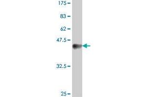 Image no. 2 for anti-TGFB-Induced Factor Homeobox 1 (TGIF1) (AA 163-272) antibody (ABIN563177)