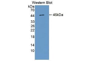 Image no. 1 for anti-Interleukin 17D (IL17D) (AA 35-169) antibody (ABIN1868590)