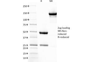 Image no. 1 for anti-Thrombomodulin (THBD) (AA 69-194) antibody (ABIN6940728)