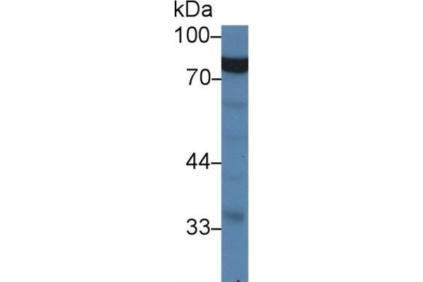 GARS antibody  (AA 567-735)