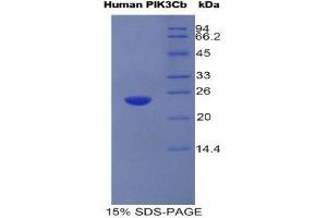 Image no. 1 for Phosphoinositide-3-Kinase, Catalytic, beta Polypeptide (PIK3CB) (AA 524-703) protein (His tag) (ABIN1981216)