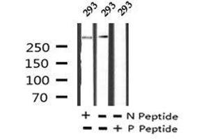 Image no. 1 for anti-Filamin A, alpha (FLNA) (pTyr1604) antibody (ABIN6269929)