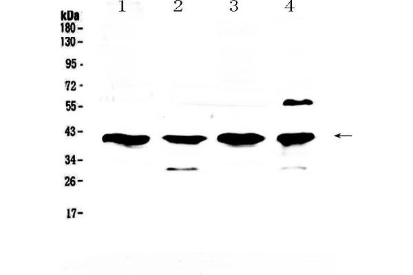 VEGFD anticorps  (AA 89-205)