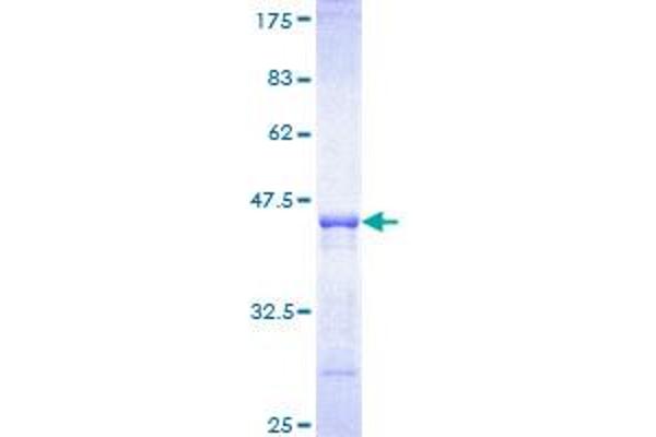 PIK3C2B Proteins