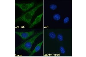 Image no. 3 for anti-Sirtuin 3 (SIRT3) (Internal Region) antibody (ABIN768568)