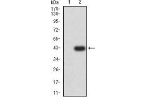 Image no. 3 for anti-Elastase, Neutrophil Expressed (ELANE) (AA 140-267) antibody (ABIN5611333)