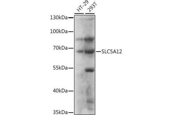 SLC5A12 anticorps  (AA 200-280)