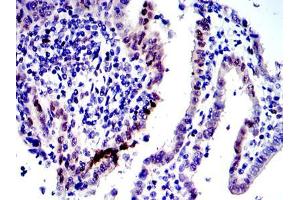 Image no. 5 for anti-Jun Proto-Oncogene (JUN) antibody (ABIN968994)