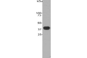 Image no. 1 for anti-Aldolase C, Fructose-Bisphosphate (ALDOC) (N-Term) antibody (ABIN1842244)