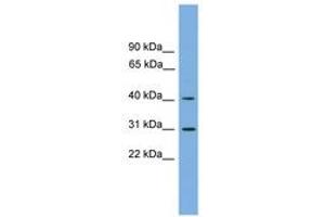 Image no. 1 for anti-Hydroxy-delta-5-Steroid Dehydrogenase, 3 beta- and Steroid delta-Isomerase 7 (HSD3B7) (AA 107-156) antibody (ABIN6744871)