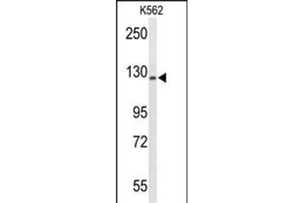 TRERF1 Antikörper  (C-Term)