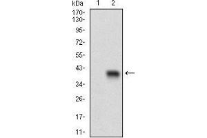 Image no. 5 for anti-CD93 (CD93) (AA 474-535) antibody (ABIN1724908)