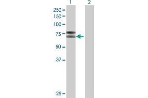 Image no. 1 for anti-Interleukin 2 Receptor, beta (IL2RB) (AA 1-551) antibody (ABIN517011)
