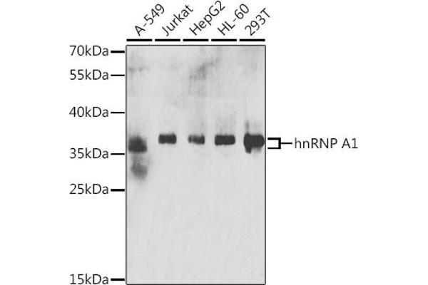 HNRNPA1 Antikörper  (AA 1-372)