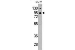 Image no. 3 for anti-Cadherin 7 (CDH7) antibody (ABIN2998181)