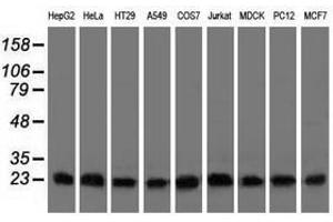 Image no. 2 for anti-ClpP Caseinolytic Peptidase, ATP-Dependent, Proteolytic Subunit Homolog (E. Coli) (CLPP) antibody (ABIN1497536)