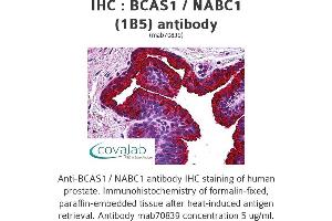 Image no. 1 for anti-Breast Carcinoma Amplified Sequence 1 (BCAS1) (AA 1-81) antibody (ABIN1723688)