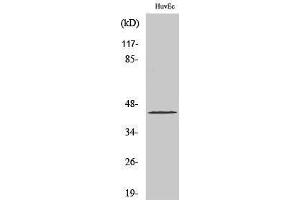 Image no. 1 for anti-Jun D Proto-Oncogene (JUND) (Ser1027) antibody (ABIN3183298)