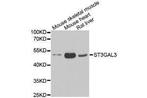 Image no. 3 for anti-ST3 beta-Galactoside alpha-2,3-Sialyltransferase 3 (ST3GAL3) antibody (ABIN6148527)