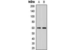 Image no. 1 for anti-Nuclear Factor, Interleukin 3 Regulated (NFIL3) (Center) antibody (ABIN2706686)