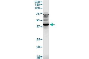 Image no. 2 for anti-Cell Adhesion Molecule 1 (CADM1) (AA 151-250) antibody (ABIN565153)
